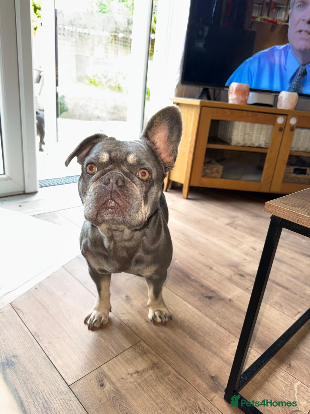 French Bulldog dogs for sale: Looking to Rehome My 2 French Bulldogs - Image 2