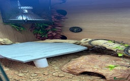 Bearded Dragon reptiles for sale: Juvenile Bearded Dragon PLUS full setup - Image 15