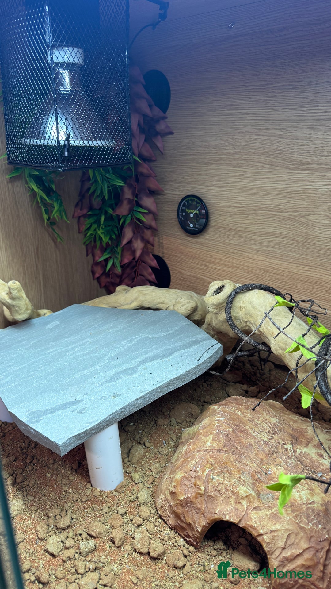 Bearded Dragon reptiles for sale: Juvenile Bearded Dragon PLUS full setup - Image 15