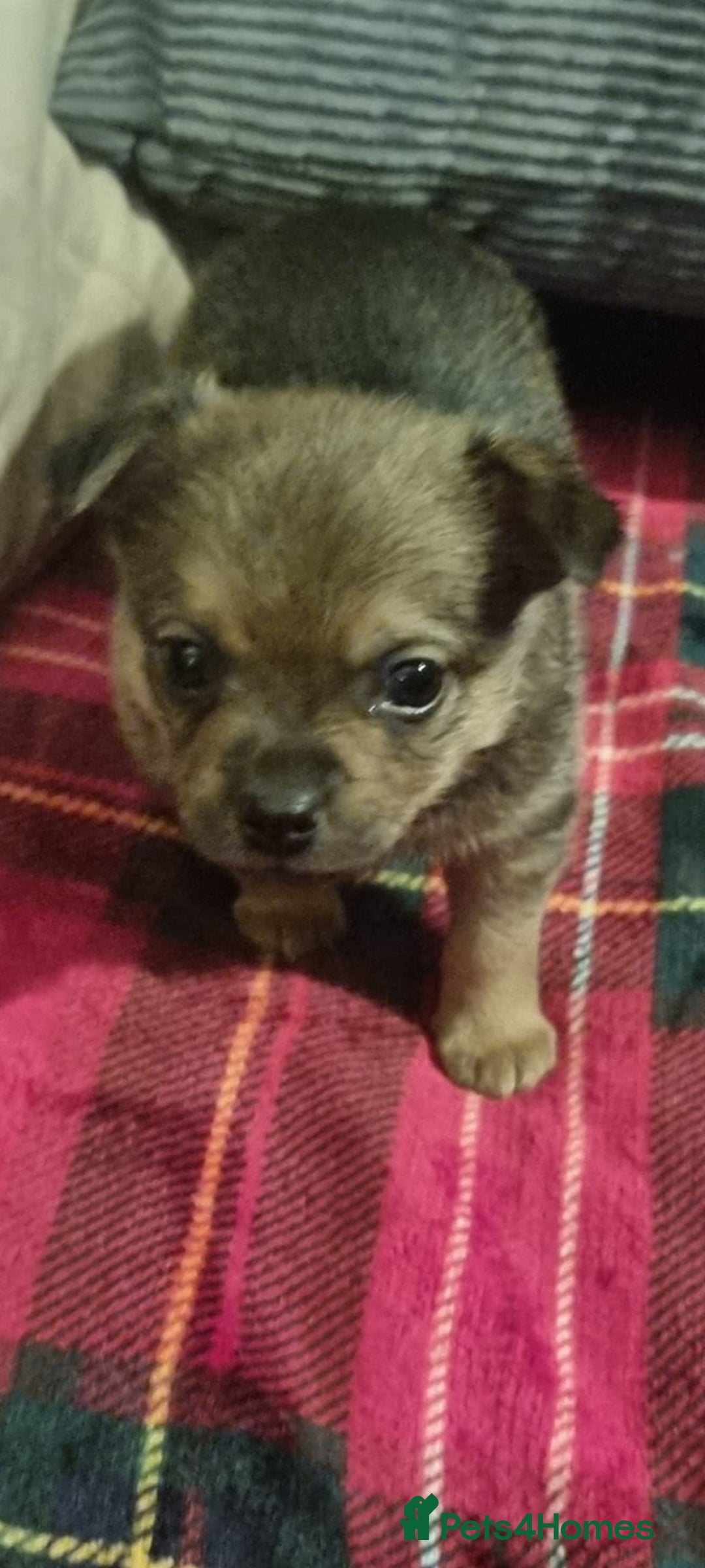 Pomchi dogs for sale: Chihuahua x pomchi - Advert 5