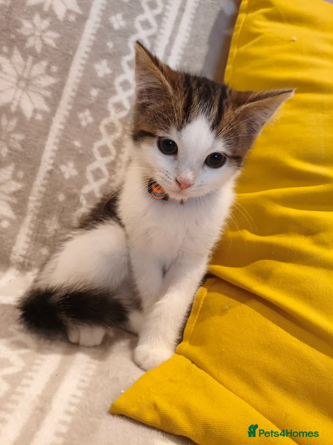 Mixed Breed cats for sale: British Shorthair mix kitten. - Advert 7