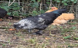 Chickens poultry for sale: Polish cockerel free to good home  - Image 3