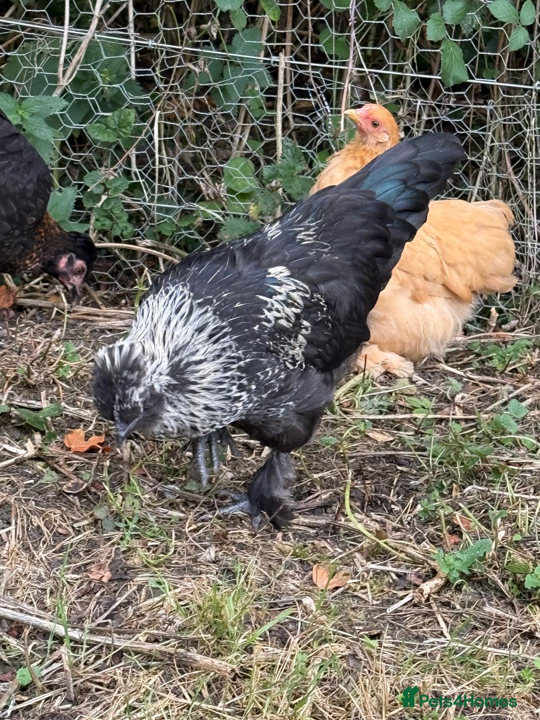 Chickens poultry for sale: Polish cockerel free to good home  - Image 3
