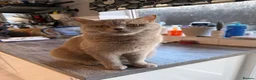 British Shorthair cats for sale: Price reduced!!Liliac BSH kittens - Advert 8