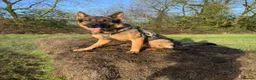 German Shepherd dogs for stud: STUD Only German Shepherd - Advert 2