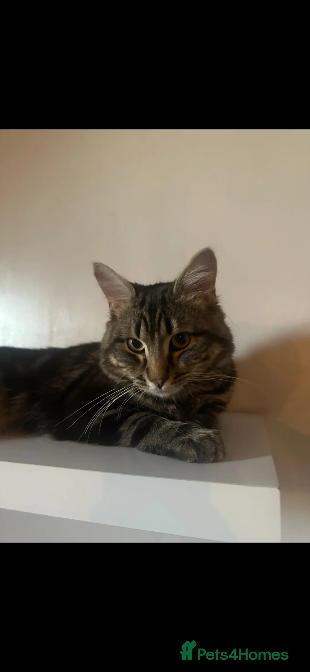 Norwegian Forest Cat cats for sale: 1 year old Norwegian Forest cat/ tabby mix in Stoke-on-Trent - Advert 2