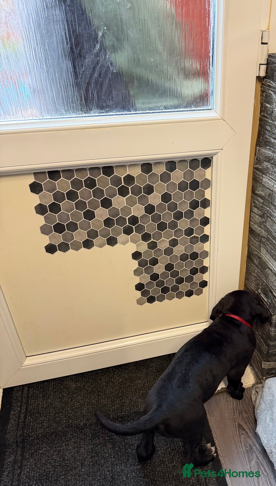 Cane Corso dogs for sale: Cane corso for sale  - Image 7