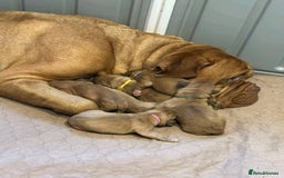 Dogue De Bordeaux dogs for sale: Dogue de Bordeaux puppies now available! - Image 13