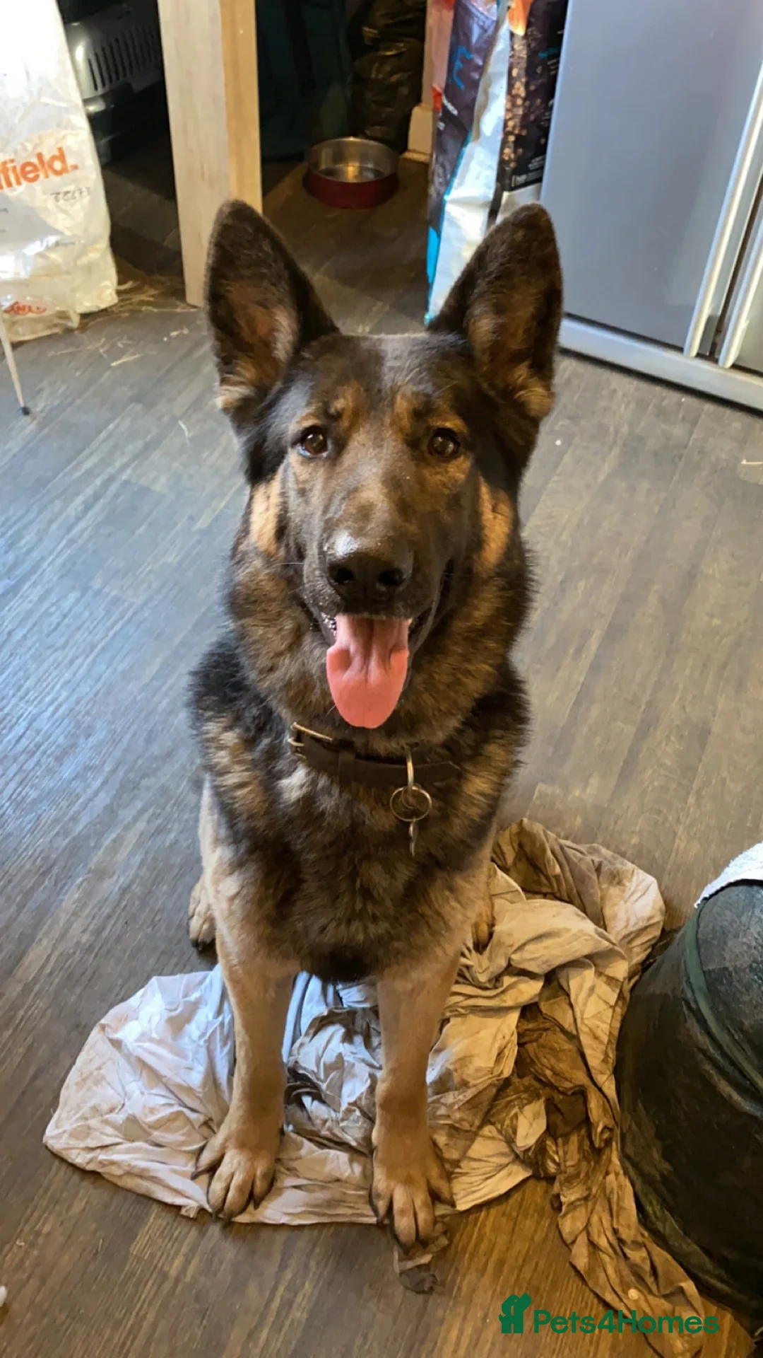 German Shepherd dogs for stud: Proven stud available  - Advert 2