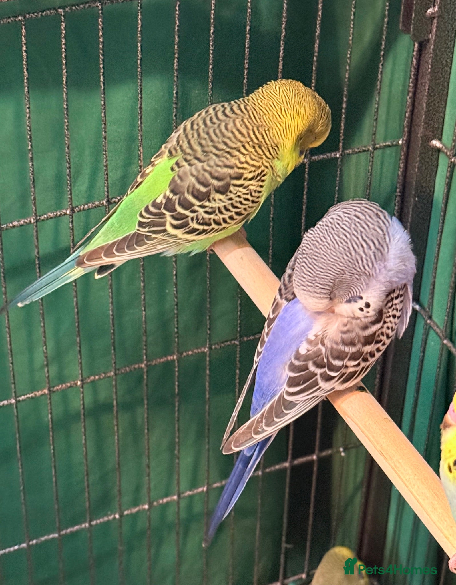 Budgerigars birds 8 week old baby budgies available in Runcorn - Advert 2