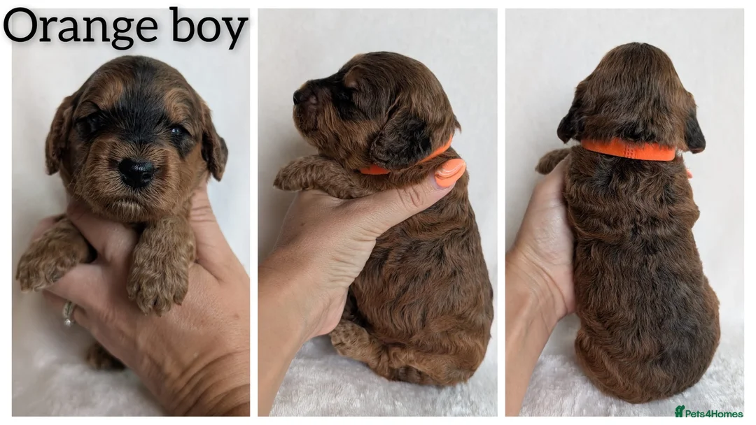 Cockapoo dogs for sale: Beautiful F1b Cockapoo puppies - Advert 1