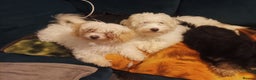 Maltipoo dogs for sale: Beautiful Maltipoo puppies  - Advert 17