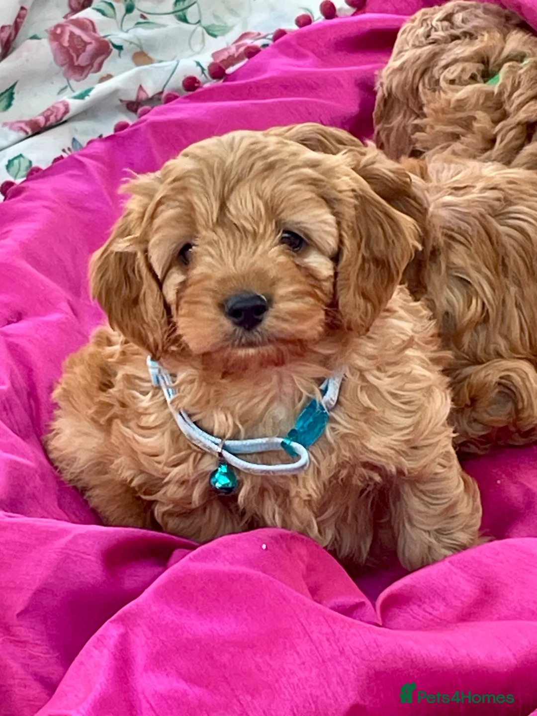 Cavapoochon dogs for sale: Boy and girls available  - Advert 1