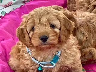 Cavapoochon dogs Boy and girls available - Advert 5