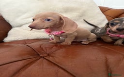 Miniature Dachshund dogs for sale: Beautiful Mini Dachshund Pups 🐶 5 Star ⭐ Breeder - Image 11