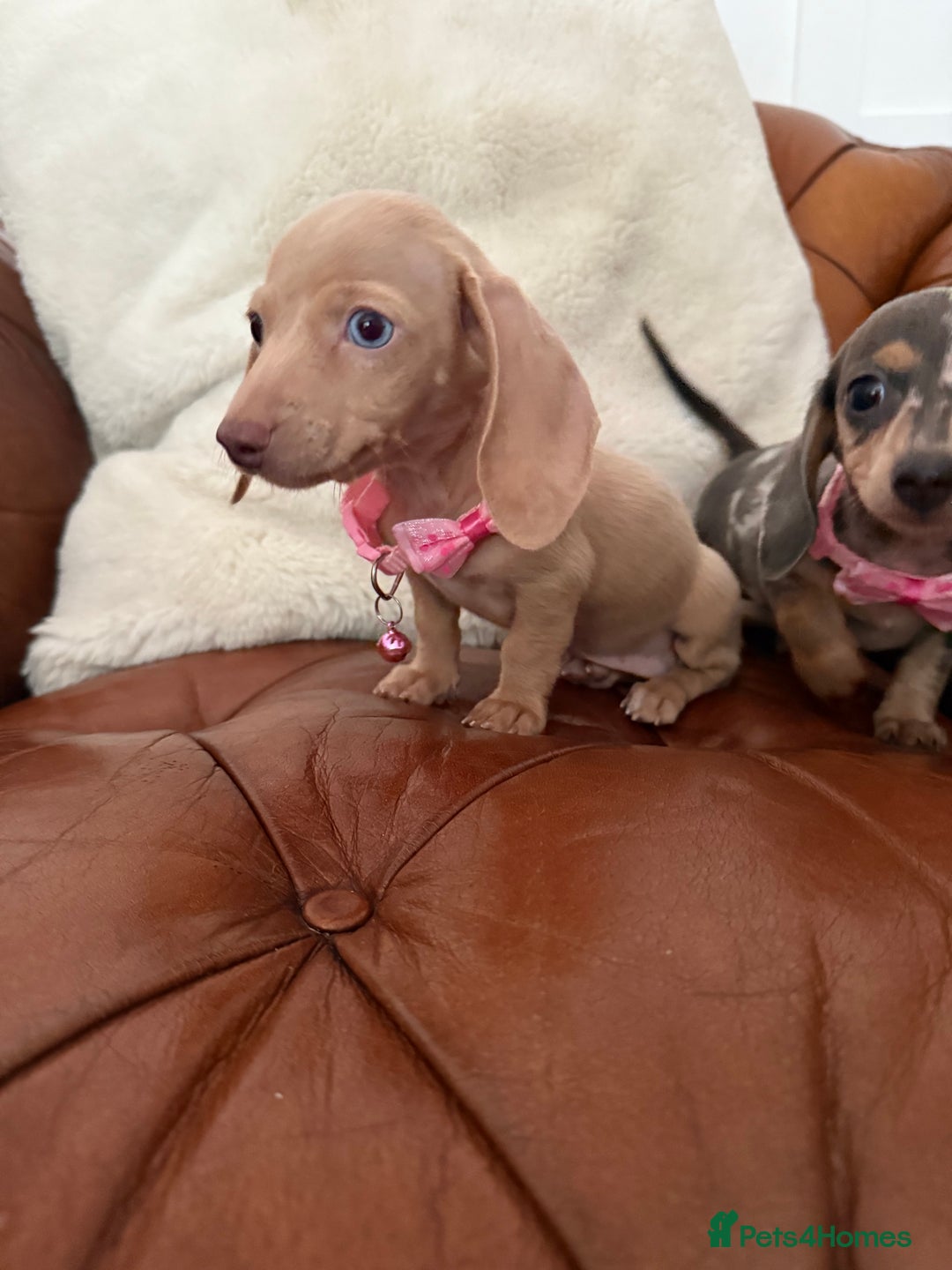 Miniature Dachshund dogs for sale: Beautiful Mini Dachshund Pups 🐶 5 Star ⭐ Breeder - Image 11