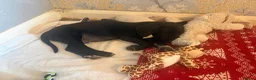 Mixed Breed dogs for sale: Beautiful boy moose - Advert 8