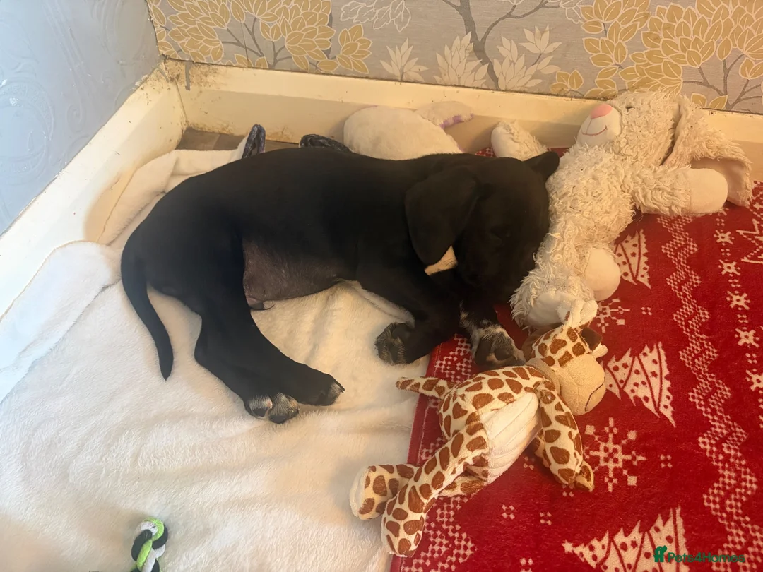 Mixed Breed dogs for sale: Beautiful boy moose - Advert 8