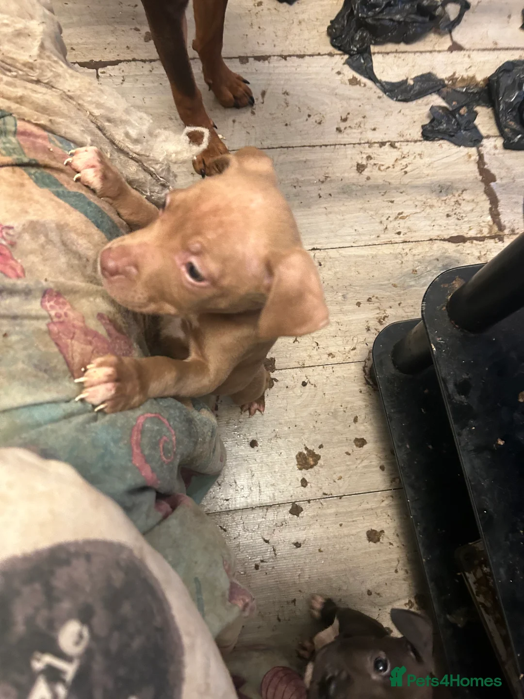 Staffordshire Bull Terrier dogs for sale: Puppies for sale - Advert 19