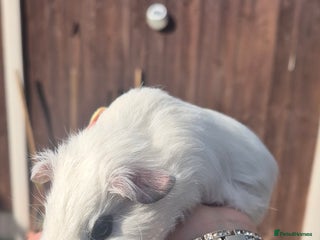 Mini Lop rabbits in Walsall - Advert 27