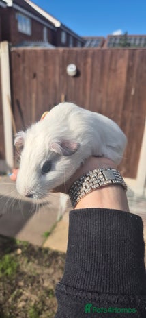 Mini Lop rabbits in Walsall - Advert 34