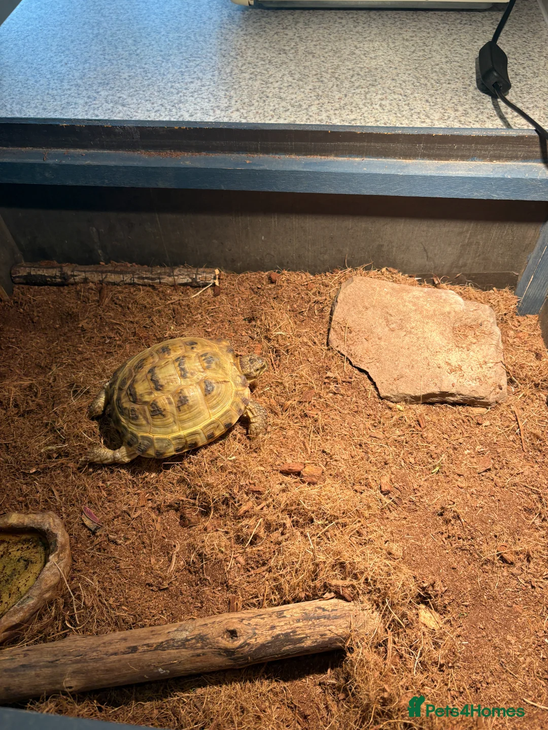 Tortoise reptiles for sale: Horsefield Tortoise (6 Years Old) - Female in London - Advert 2