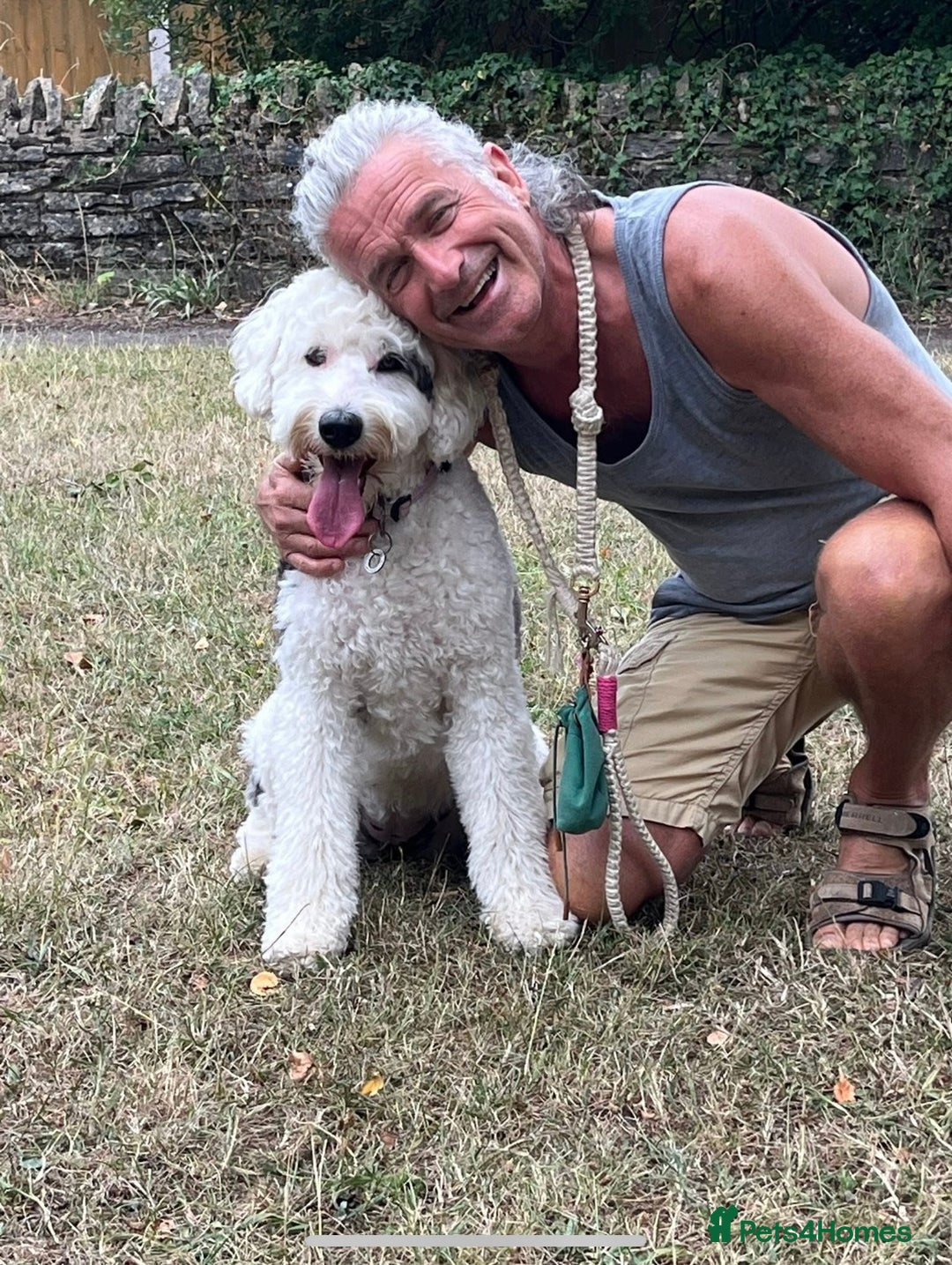 Sheepadoodle dogs for sale: Medium Size Sheepadoodle F1b.  - Advert 27