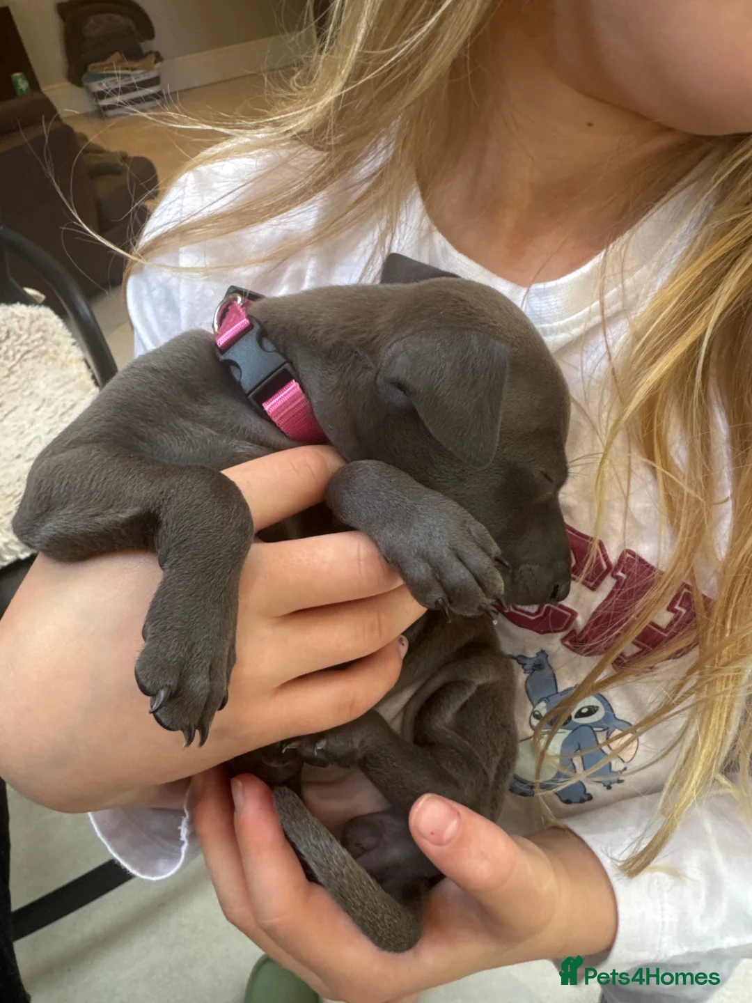 Italian Greyhound dogs for sale: 5 Beautiful Italian Greyhound Puppies - Advert 2