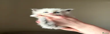 Casper 