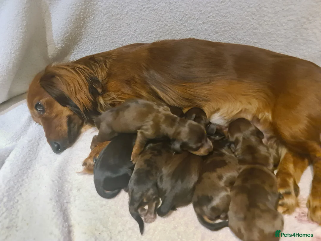 Miniature Dachshund dogs for sale: 6 beautiful long-haired dachshund pupps - Advert 17