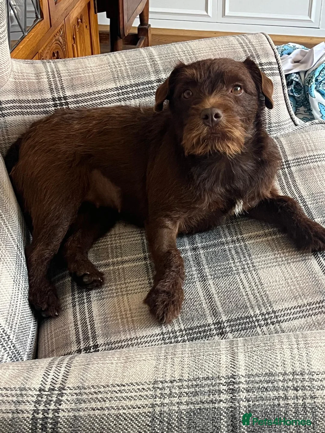 Patterdale Terrier dogs for sale: Patterdale terrier  in Doncaster - Advert 1