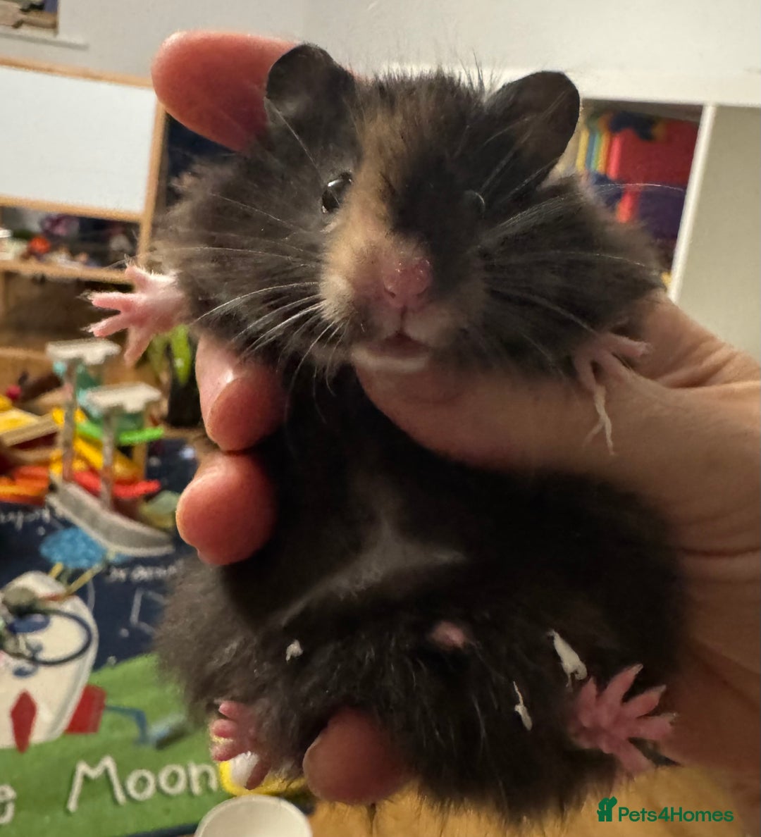 Hamster rodents for sale: Stunning home-bred Syrian hamster pups  - Image 6