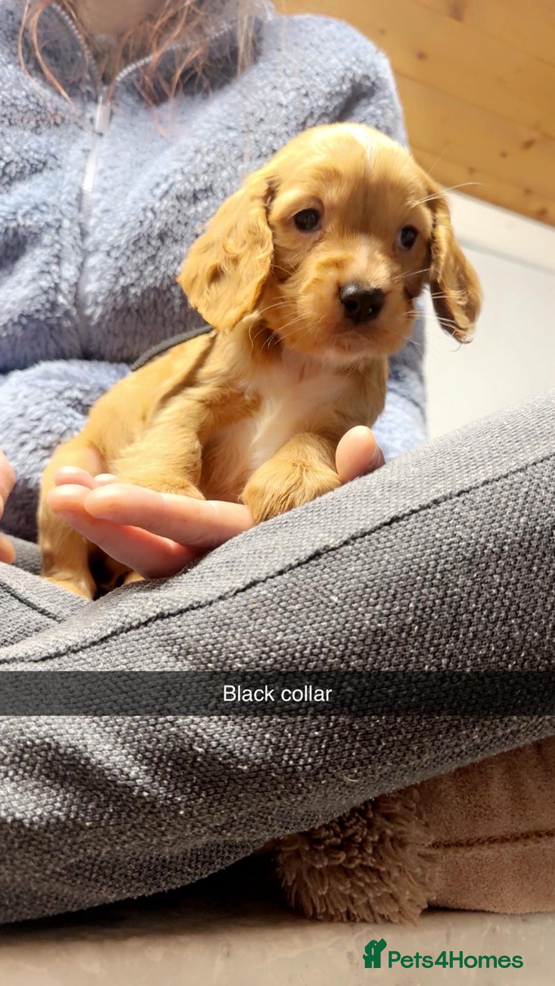 Cocker Spaniel dogs for sale: Cocker spaniel pups - Advert 5