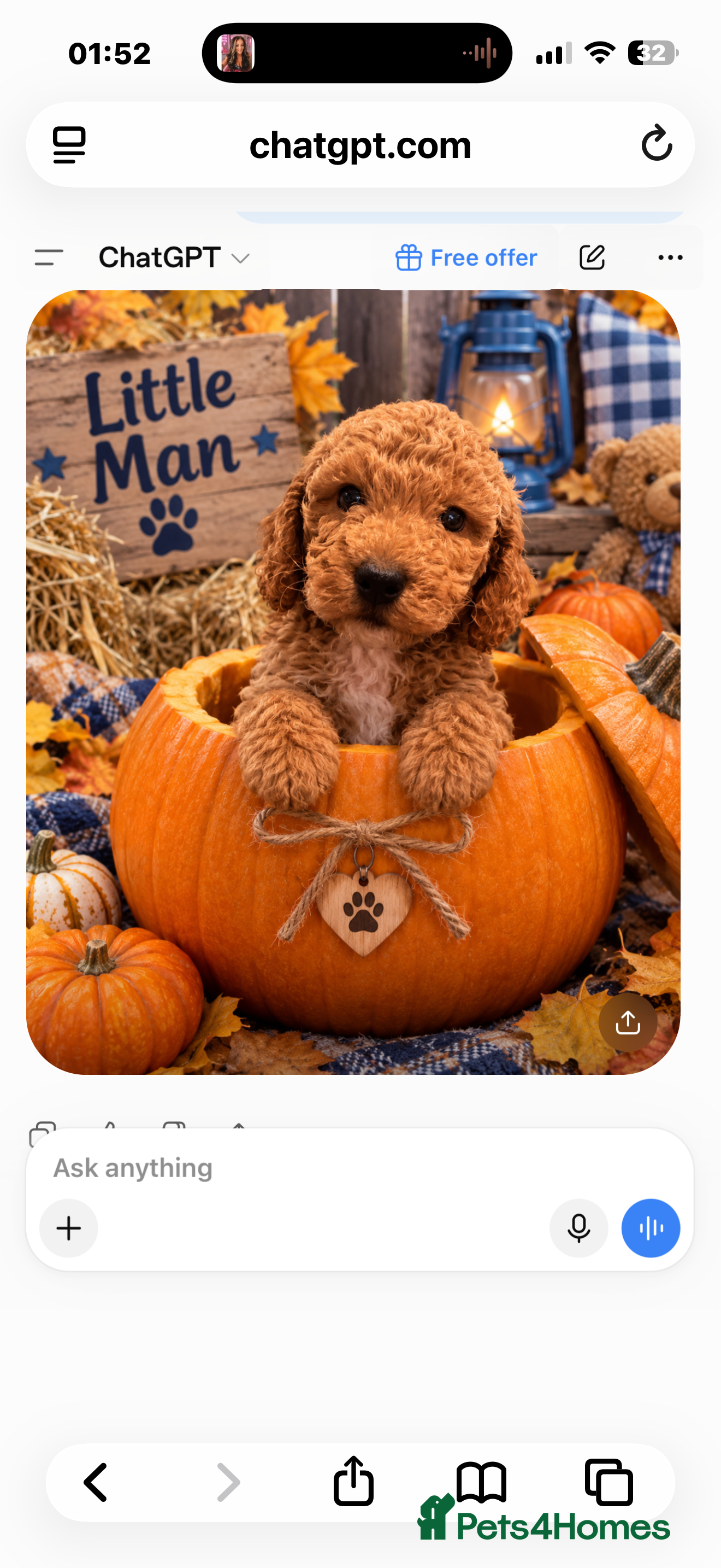 Cockapoo dogs for sale: 1 beautiful little girl 1 beautiful boy 🩷💙 - Advert 11