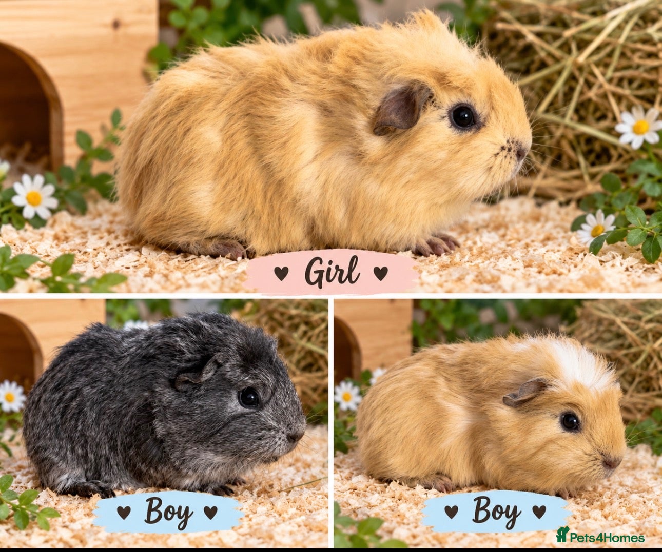 Guinea Pig rodents for sale: Beautiful male and female guinea pigs for sale.  - Advert 21
