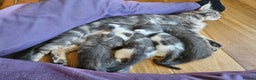 Maine Coon cats for sale: Adorable Maine Coon cross litter for sale - Advert 28