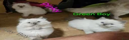 Ragdoll cats for sale: Lovely Litter of 3 Kittens Looking for Loving Home - Advert 26