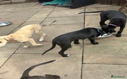 Lurcher dogs for sale: Lurcher puppy for sale - Image 4