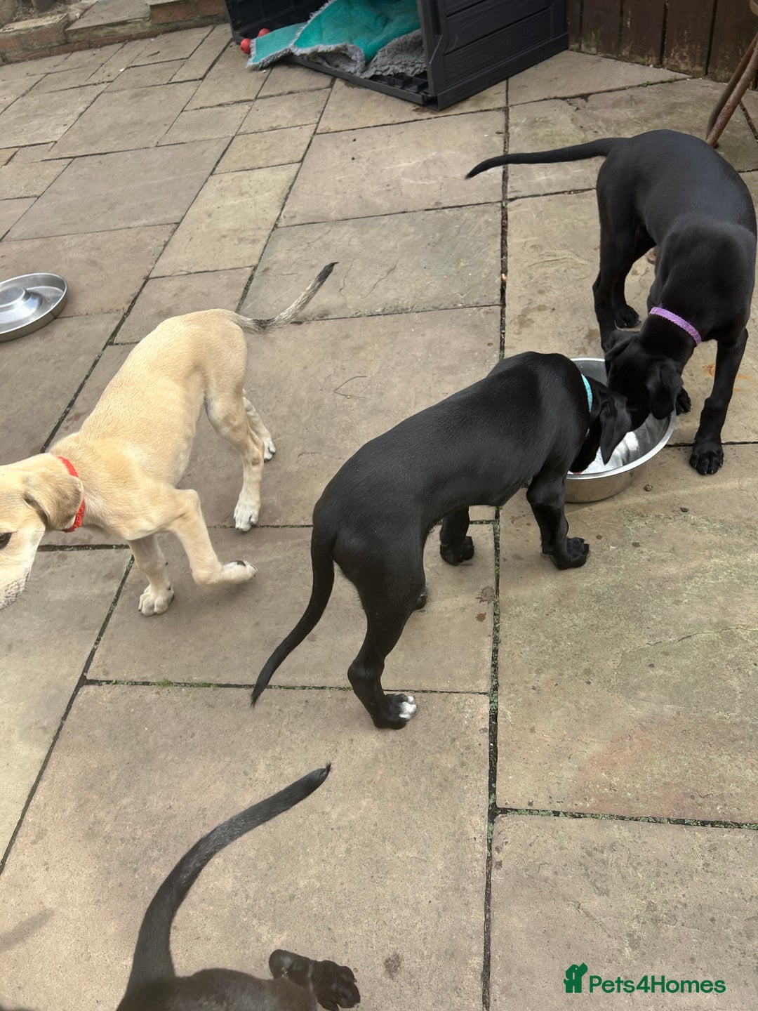 Lurcher dogs for sale: Lurcher puppy for sale - Image 4