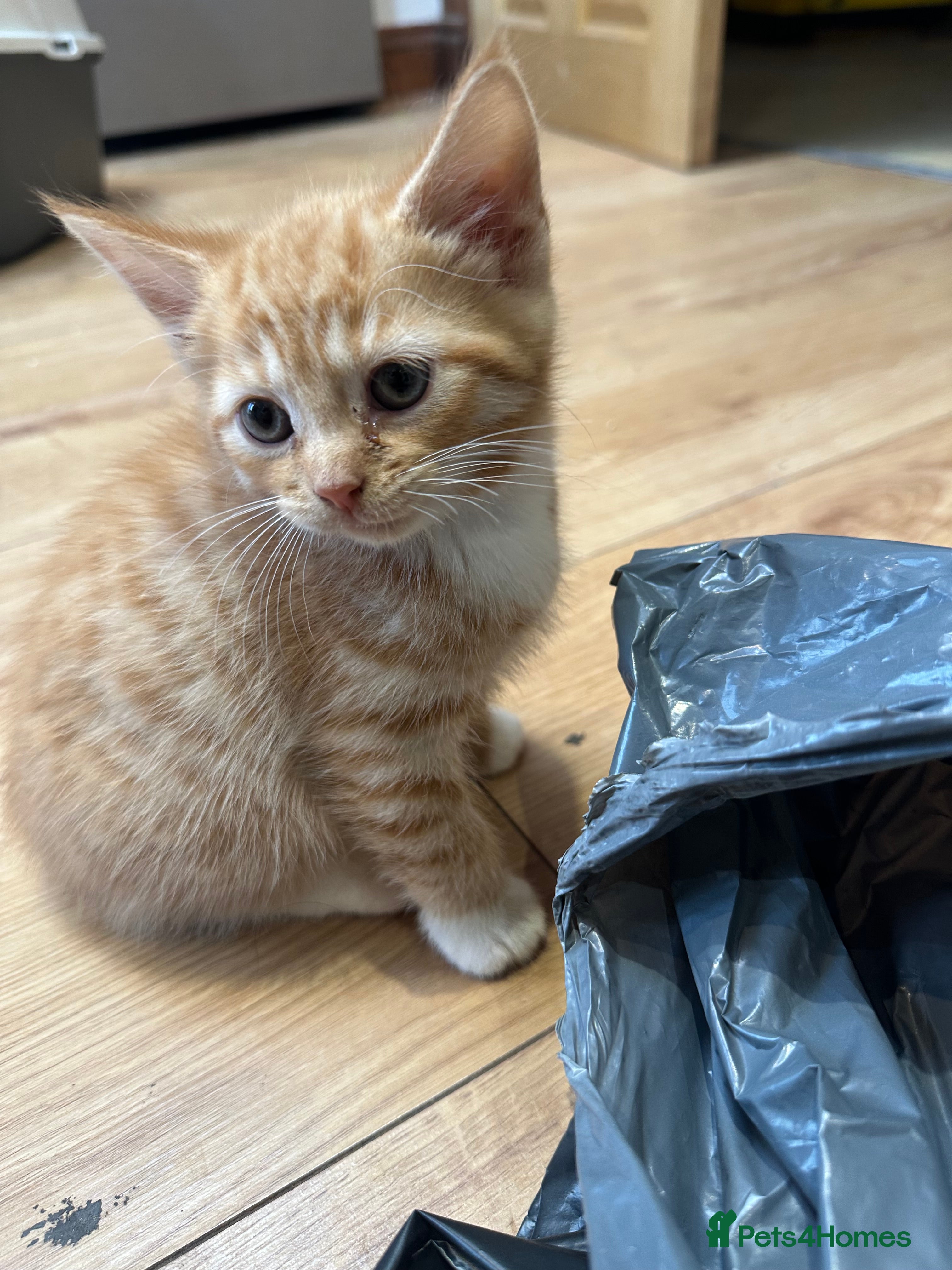 Domestic Shorthair cats Adorable Kittens Looking for Loving Homes! - Advert 15