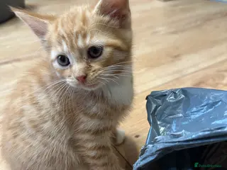 Domestic Shorthair cats Adorable Kittens Looking for Loving Homes! - Advert 3