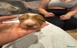 Cocker Spaniel dogs for sale: Cocker spaniel Puppies  - Advert 14