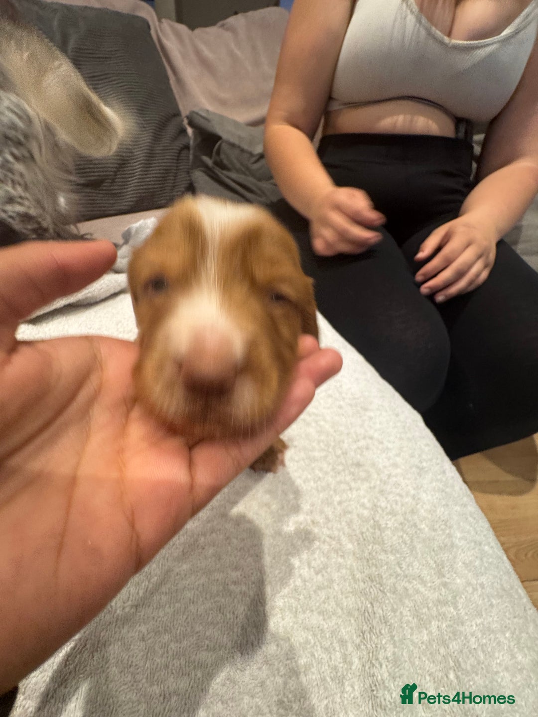 Cocker Spaniel dogs for sale: Cocker spaniel Puppies  - Advert 14