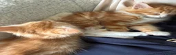 Mixed Breed cats for sale: Ginger Boys  - Advert 4