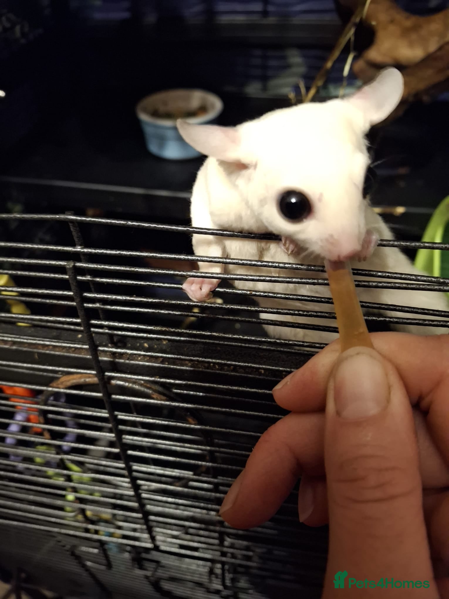 Sugar Glider rodents Pair of Leucistic Sugar Gliders - Advert 1