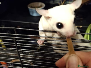 Sugar Glider rodents Pair of Leucistic Sugar Gliders - Advert 2