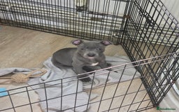 Staffordshire Bull Terrier dogs for sale: 1 Girl left & ready to collect KC Registered - Image 3