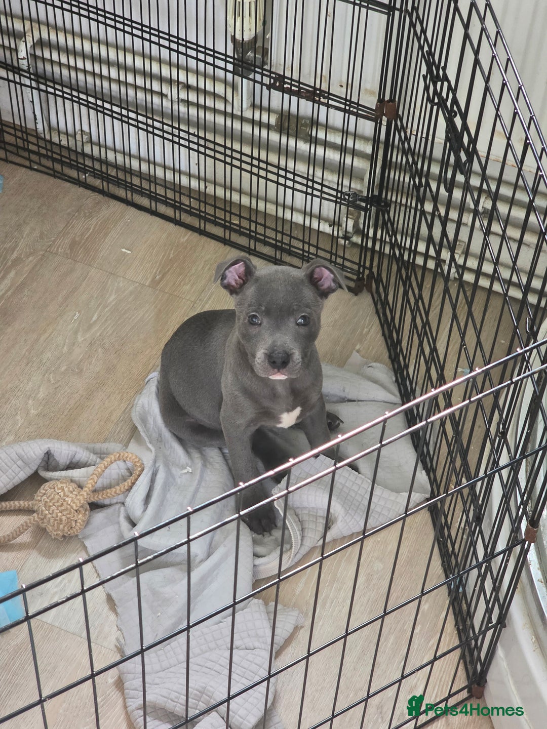 Staffordshire Bull Terrier dogs for sale: 1 Girl left & ready to collect KC Registered - Image 3