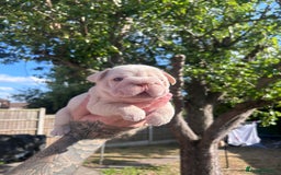French Bulldog dogs for sale: Litter of KC Registered French bulldog pups.  - Image 17