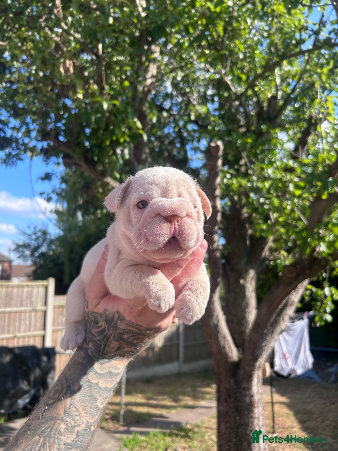 French Bulldog dogs for sale: Litter of KC Registered French bulldog pups.  - Image 17